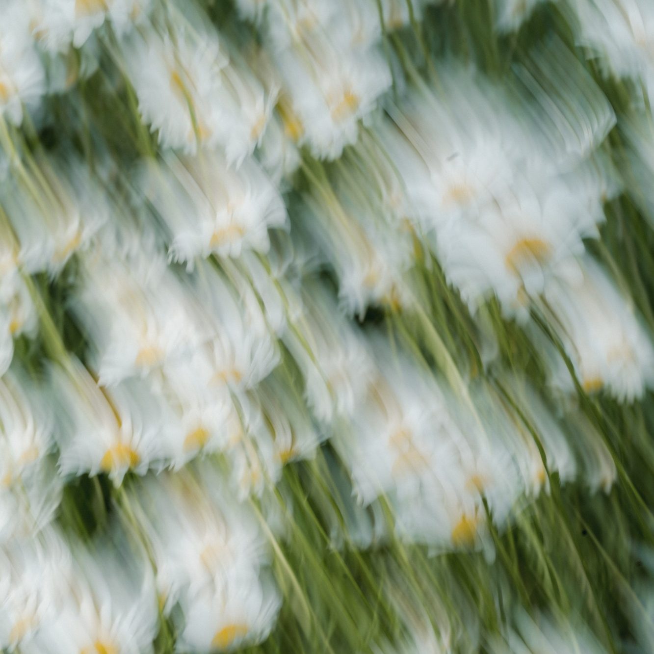 Paketbild Einzelsitzung Weiße Blüten als Symbolbild für die Einzelsitzung